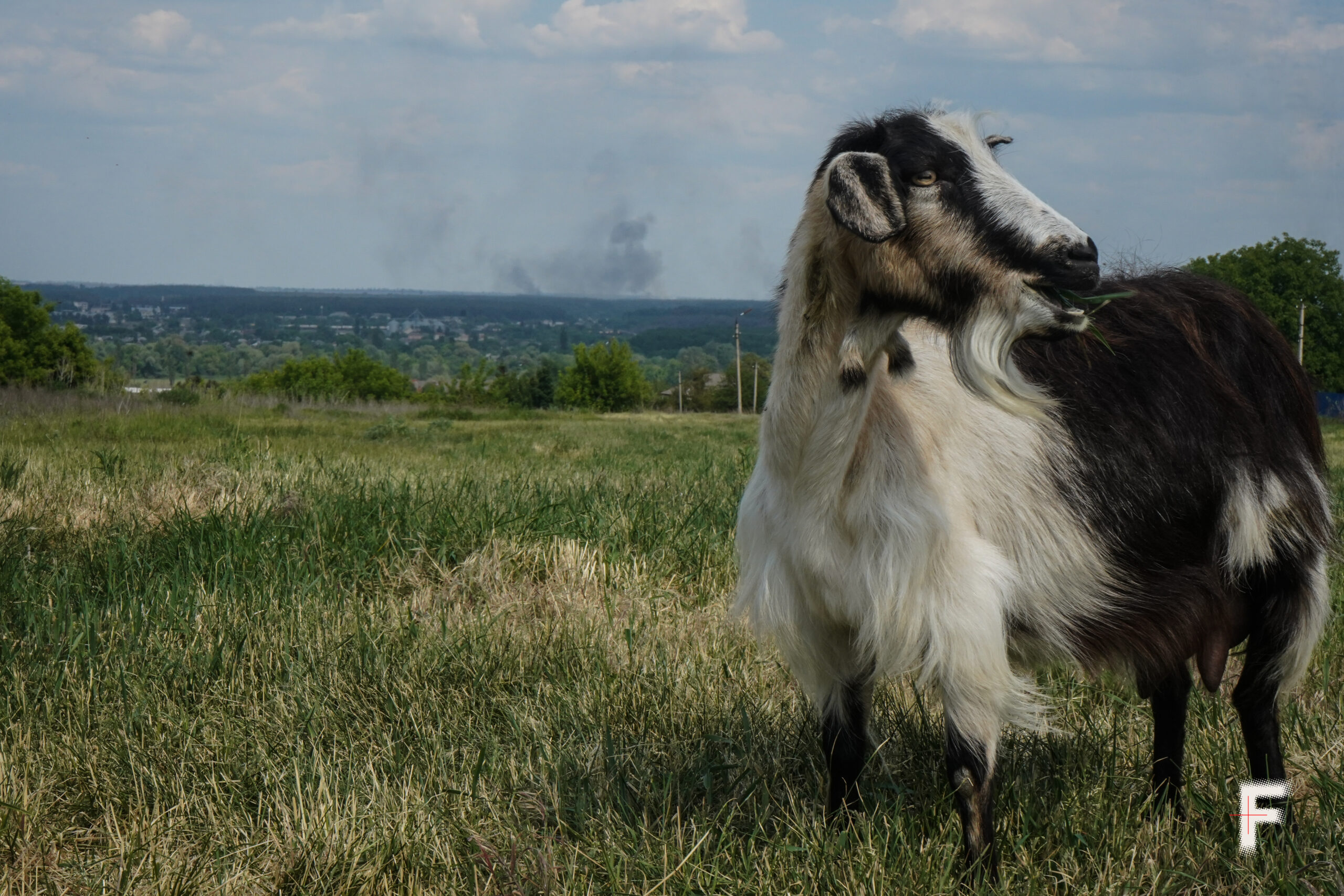 Коза пасеться на фоні стовбурів диму від прильотів.
