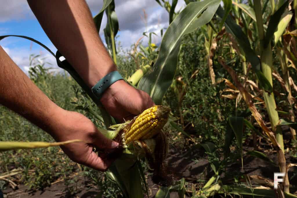 Farmers in war-torn Kharkiv region face economic battlefield